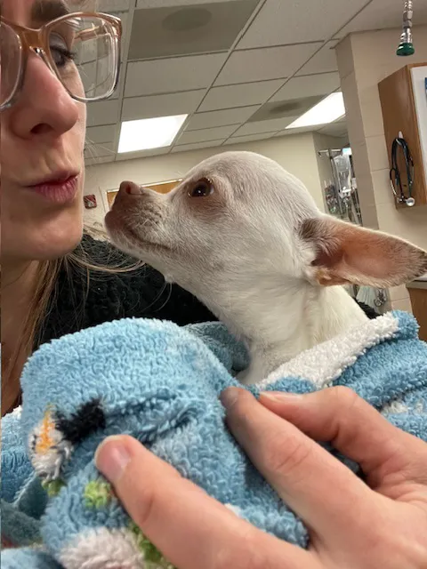 VCA Boulder Terrace Animal Hospital 4