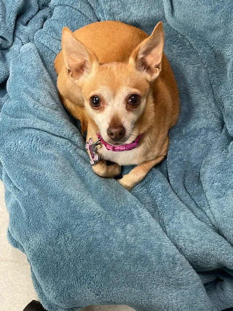 VCA Boulder Terrace Animal Hospital 9