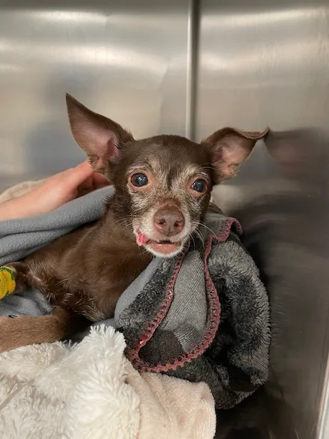 VCA Boulder Terrace Animal Hospital 2