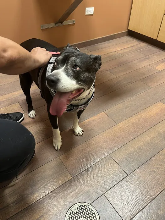 Springbrook Animal Care Center 6