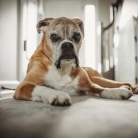 Veterinary Emergency Group ico