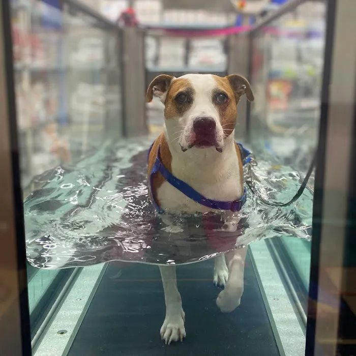 Wheatland Animal Hospital: Pet Rehabilitation 12