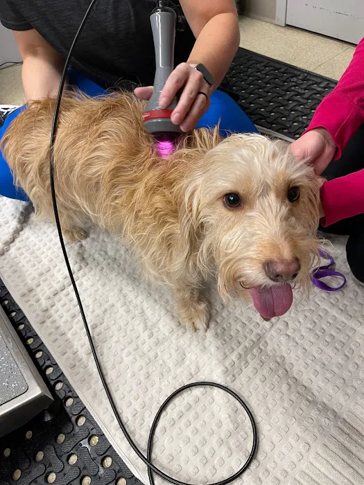 Wheatland Animal Hospital: Pet Rehabilitation 12