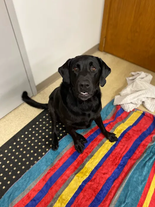 Wheatland Animal Hospital: Pet Rehabilitation 12