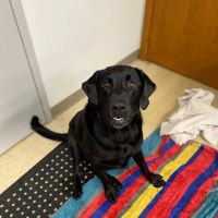 Wheatland Animal Hospital: Pet Rehabilitation ico