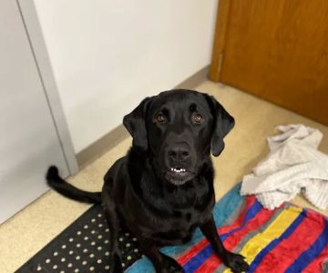 Wheatland Animal Hospital: Pet Rehabilitation