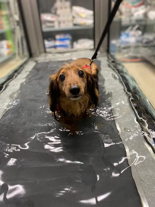 Wheatland Animal Hospital: Pet Rehabilitation 12