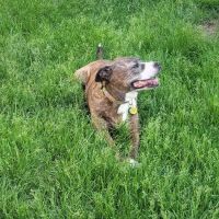 Brookville Animal Hospital ico