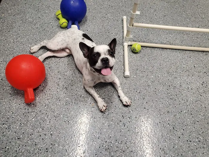 Brookville Animal Hospital 10