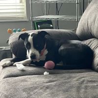 Banfield Pet Hospital ico