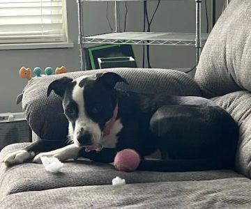 Banfield Pet Hospital