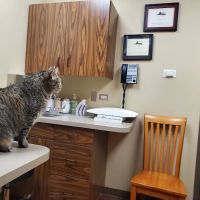 Indian Prairie Animal Hospital ico