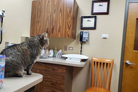Indian Prairie Animal Hospital