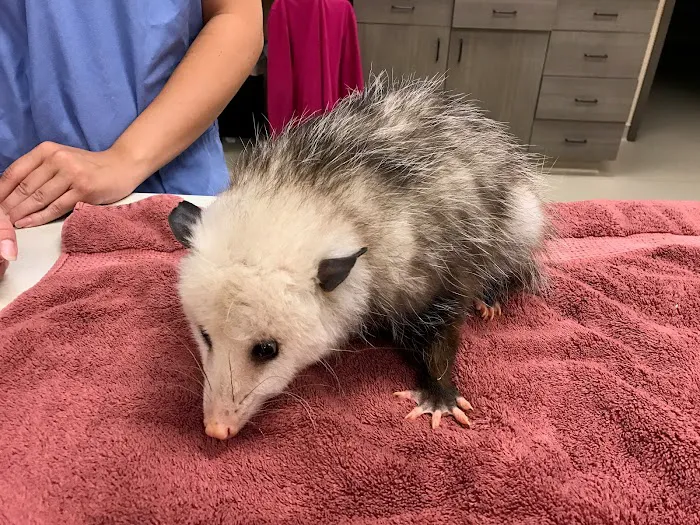 Indian Prairie Animal Hospital 5
