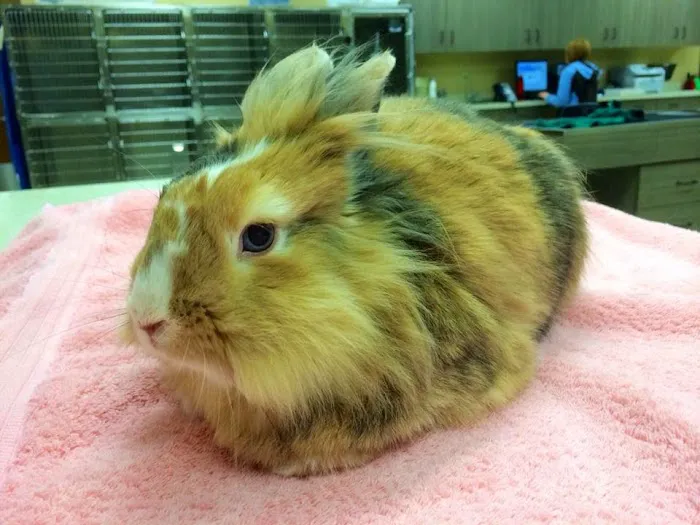 Indian Prairie Animal Hospital 3