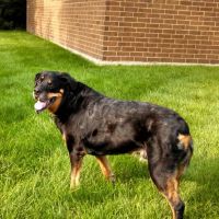 Amber Leaf Animal Hospital ico