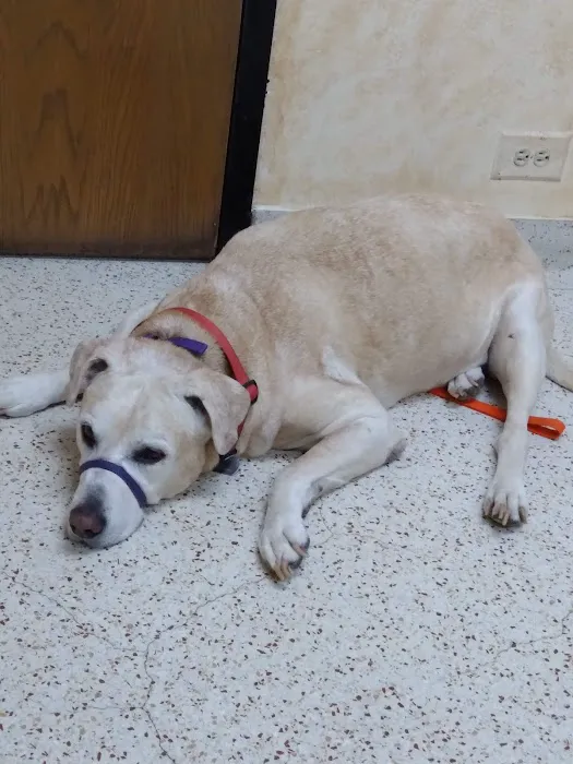 Amber Leaf Animal Hospital 12