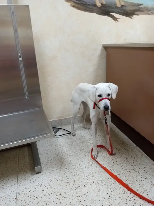 Amber Leaf Animal Hospital 12
