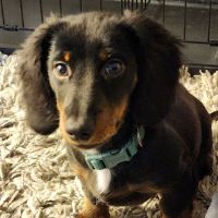 Mill Creek Animal Clinic ico