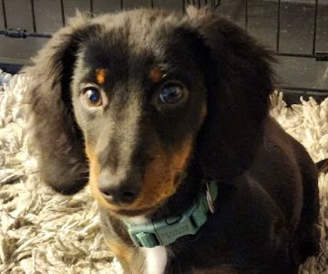 Mill Creek Animal Clinic