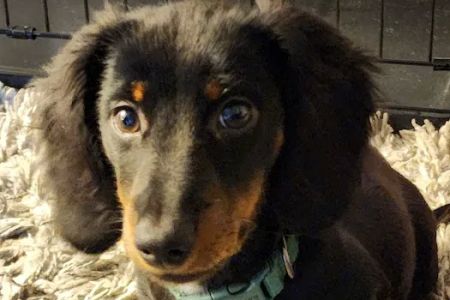 Mill Creek Animal Clinic