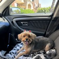 Meadow Brook Animal Clinic ico