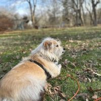 Wishing Well Veterinary Hospital ico