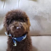 Packanack Animal Hospital ico