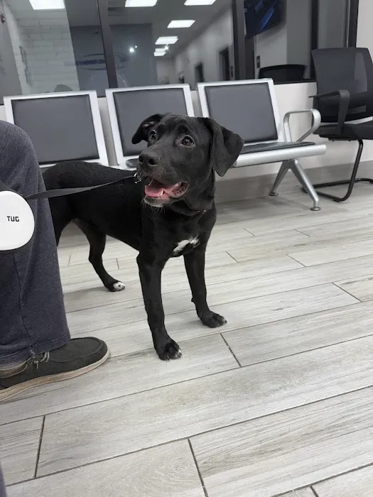 Delta Veterinary Hospital - Animal Emergency 12