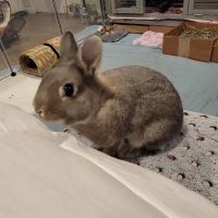 Montville Animal Hospital ico
