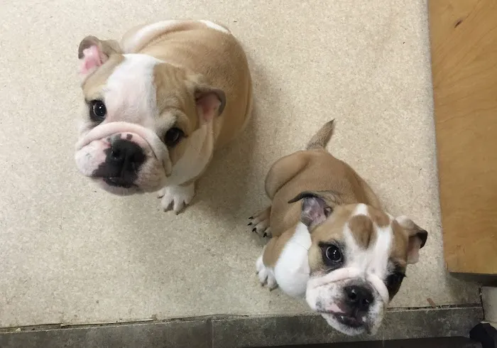 Montville Animal Hospital 7