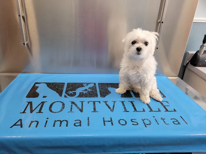 Montville Animal Hospital 6