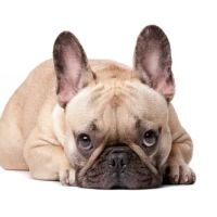 Animal Dermatology Clinic ico