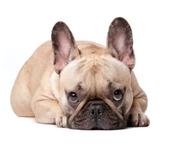 Animal Dermatology Clinic