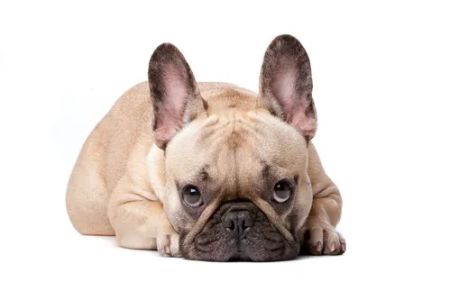 Animal Dermatology Clinic