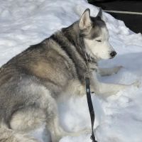 Willowbrook Animal Clinic ico