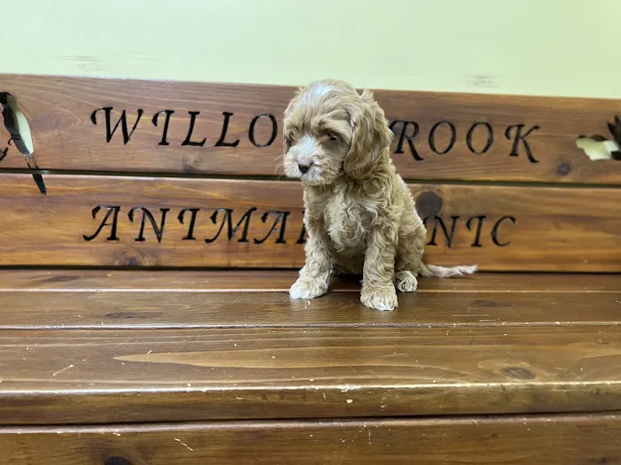 Willowbrook Animal Clinic 6