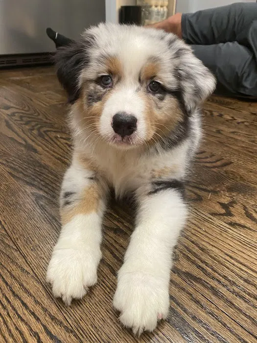 Willowbrook Animal Clinic 4