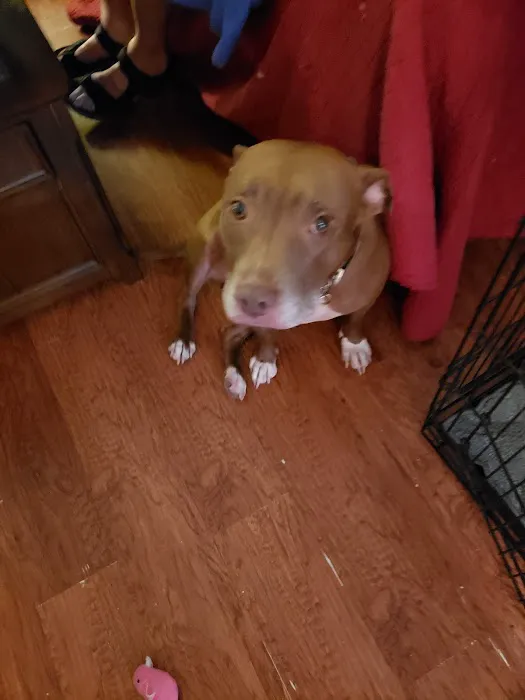 Pequannock Animal Hospital 12