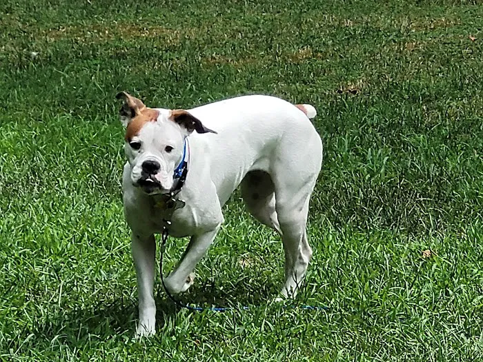 Pequannock Animal Hospital 12