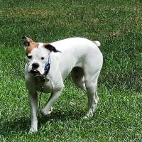 Pequannock Animal Hospital ico
