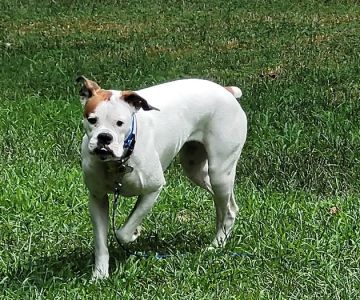 Pequannock Animal Hospital