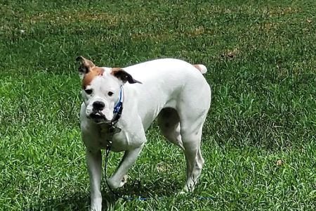 Pequannock Animal Hospital