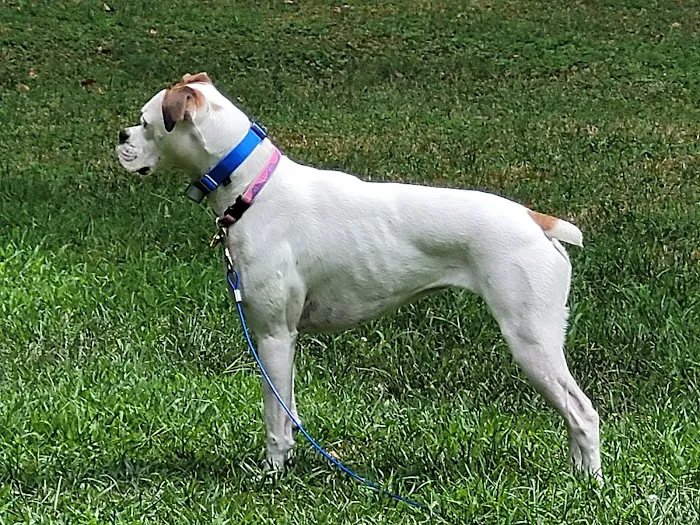 Pequannock Animal Hospital 12