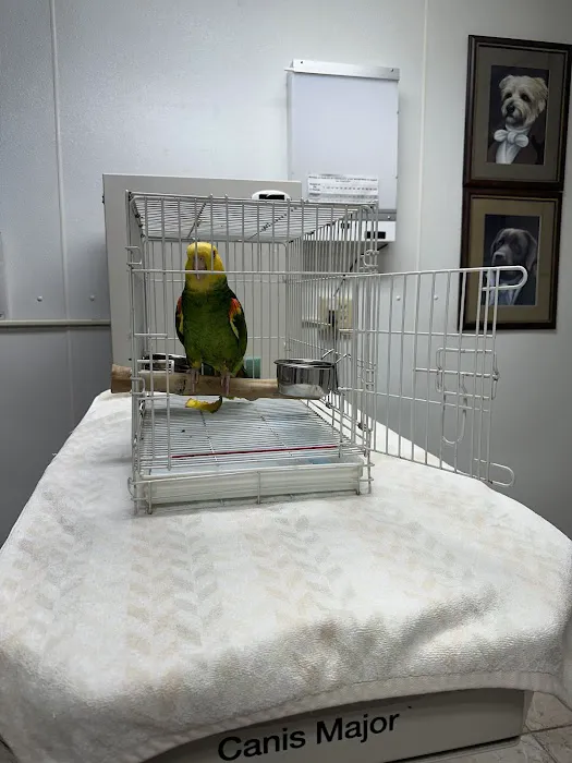 All Creatures Great and Small Animal Hospital 12
