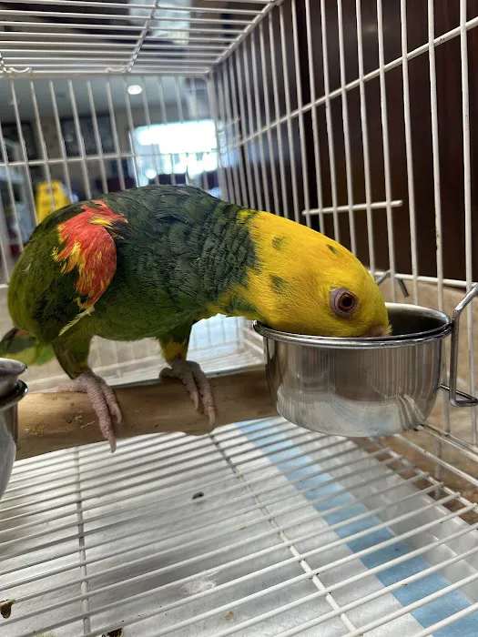 All Creatures Great and Small Animal Hospital 12