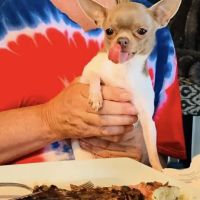 Companion Veterinary Hospital of Wayne ico