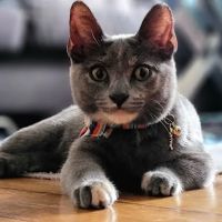 VCA Little Falls Animal Hospital ico