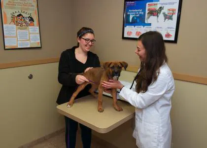 VCA Little Falls Animal Hospital 12