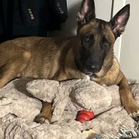 Legacy Animal Hospital ico